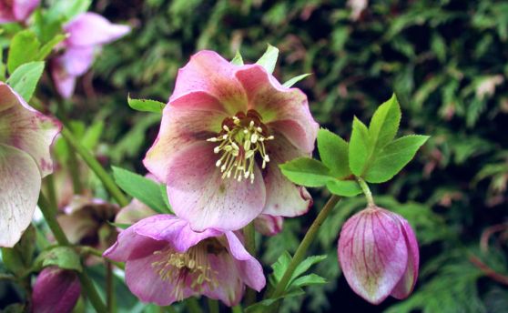 helleborus_orientals_b